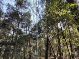 點將科技助力午潮山國家森林公園碳匯智能監測